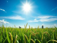 5 choses surprenantes à découvrir sur le riz 5 choses surprenantes à découvrir sur le riz