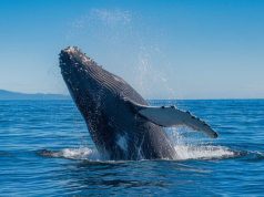 Découvrez pourquoi les baleines sautent ! Découvrez pourquoi les baleines sautent !